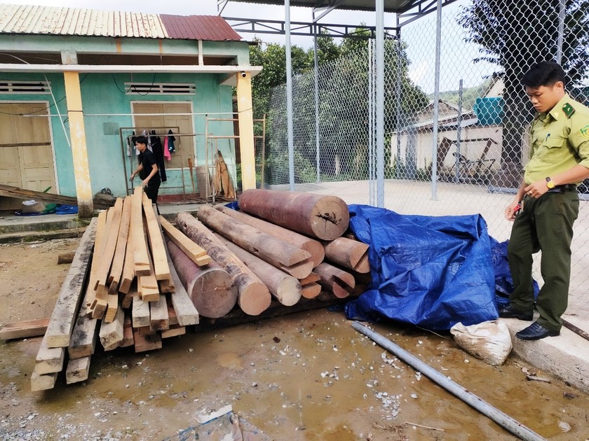 Đống gỗ lậu phát hiện tại kho chứa trên đất của ông Võ Văn Ba. 