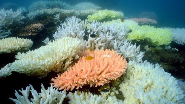 Rạn san hô lớn nhất thế giới Great Barrier Reef. (Nguồn: AFP/TTXVN)
