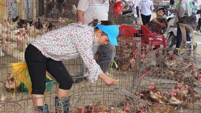 Chợ gia cầm sống là nơi có nguy cơ lưu trữ và phát tán virus H7N9 lớn nhất. Ảnh: Quốc Hùng