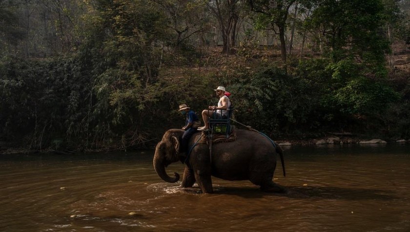 Hàng ngàn con voi Thái Lan sẽ rơi vào tình cảnh “thất nghiệp” phải đi… ăn xin vì dịch bệnh Covid-19