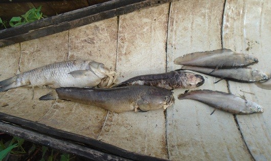Nhiều loại cá được nuôi tại hồ Khe Chè chết chưa rõ nguyên nhân 
