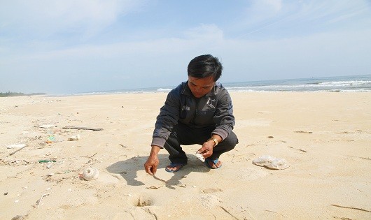 Một số xác cá chết dạt vào bờ biển xã Triệu An (huyện Triệu Phong) còn sót lại