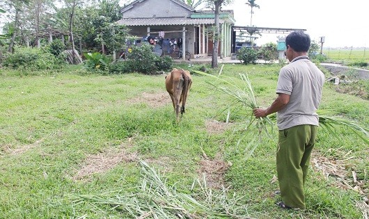 Một người dân ở xã Triệu Độ đã bán bò giống chính sách, có nhu cầu mua lại bò giống mới