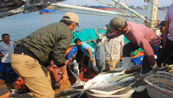 Những tấn cá bè vàng đầu tiên vừa cập bến đã được các thương lái thu mua trực tiếp tại cầu cảng với giá 50-60 nghìn đồng/kg