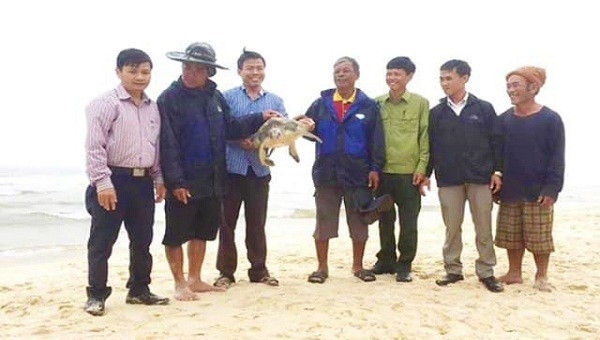 Sau khi tiếp nhận, cá thể rùa quý đã được cơ quan chức năng thả lại về biển an toàn