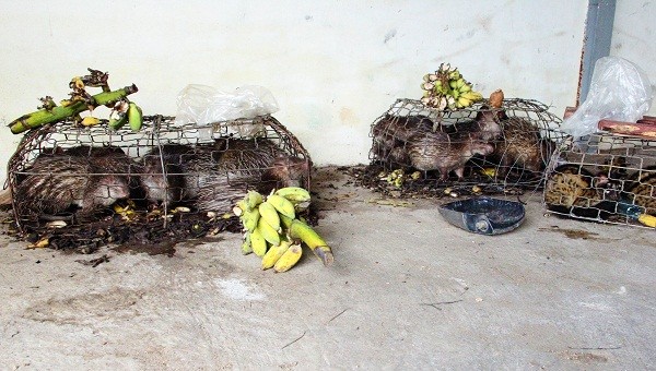 Những động vật hoang dã còn sống sót vẫn đang được tạm nhốt trong các lồng sắt tại nhà kho hải quan tỉnh Quảng Trị