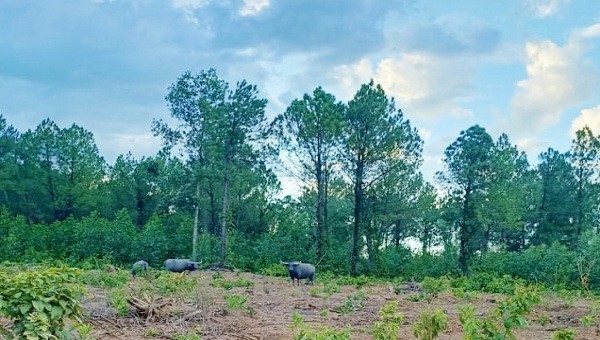 Đàn trâu hoang dẫm phá những ha rừng mới trồng của Công ty TNHH MTV Lâm nghiệp Đường 9