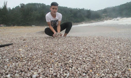 Hàng chục tấn sò lông được sóng đánh dạt vào bờ biển