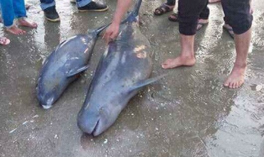 Sau khi 2 con cá heo bị chết ngư dân đã an táng cẩn thận