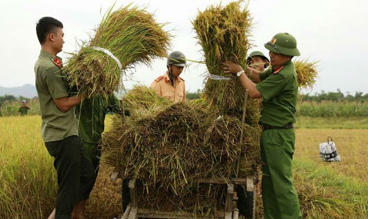 Hình ảnh các chiến sỹ công an giúp người dân thu hoạch lúa (ảnh: Ánh Dương)