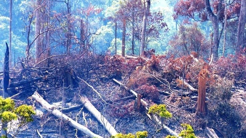 Một khoảnh rừng ở Krông Bông bị tàn phá