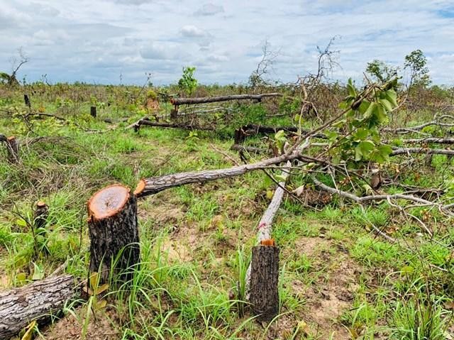 Hiện trường rừng tự nhiên bị tàn phá tại Ea Súp. Ảnh Thanh Nga 
