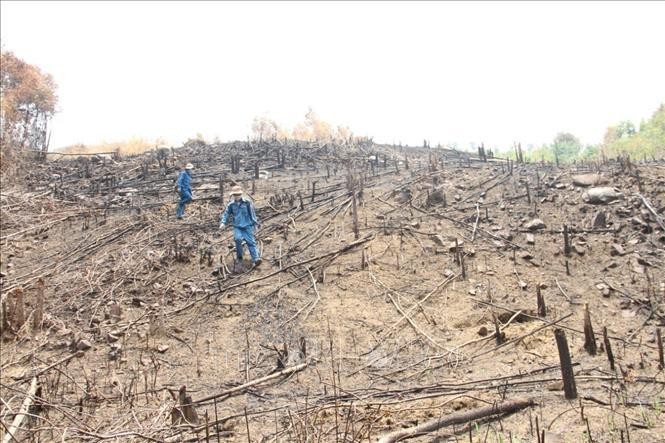 Hiện trường phá rừng ở huyện Lắk. Ảnh TTXVN