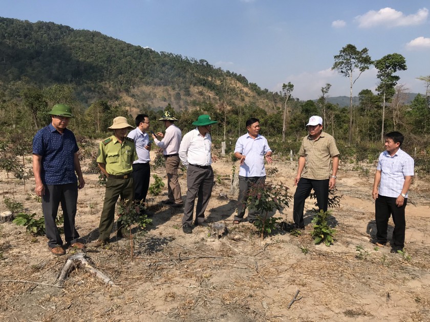 Đoàn giám sát các dự án trồng rừng tại huyện Ea Hleo