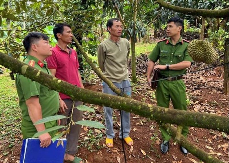Người dân trình bày về việc bị mất sầu riêng tại Đắk Nông