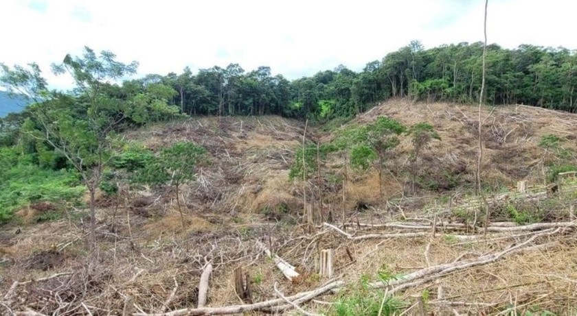 Hiện trường vụ phá rừng trái pháp luật tại huyện Kong Chro, tỉnh Gia Lai. Ảnh Chi cục Kiểm lâm vùng IV
