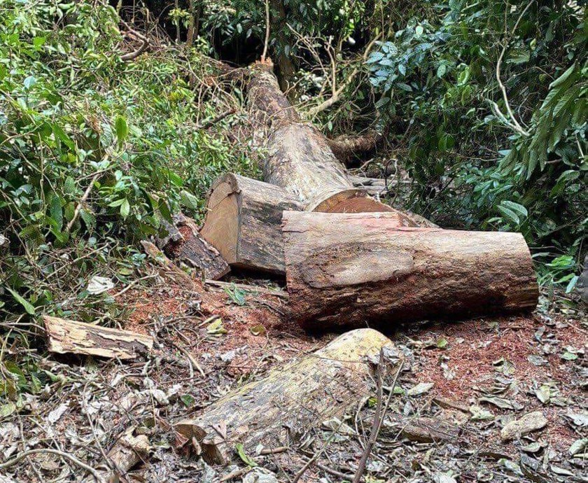 Kiểm lâm "bưng bít" thông tin "lâm tặc" khai thác trái phép gỗ hương Vườn Quốc gia Kon Ka Kinh