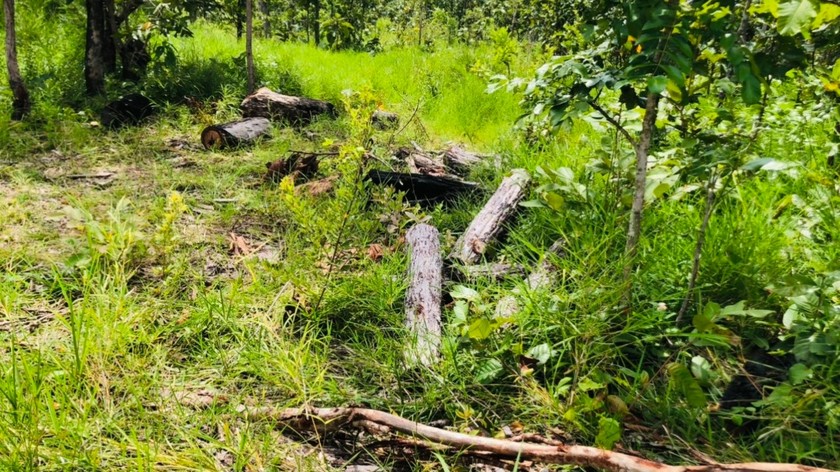 Phát hiện nhiều vị trí rừng bị phá ở huyện Đak Đoa