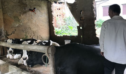Một hộ nông dân tại thôn An Lão, xã Vĩnh Thịnh  nuôi đàn bò sữa 3 con ngay sát khu sinh hoạt của gia đình đã 7 năm nay.
