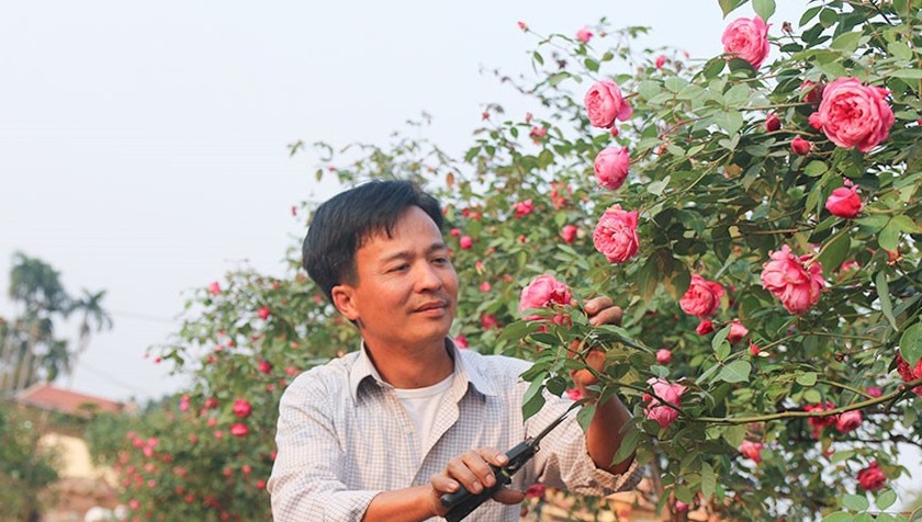  Anh Vũ Ngọc Đồng chia sẻ về công việc ươm trồng và bán cây các giống hồng cổ.