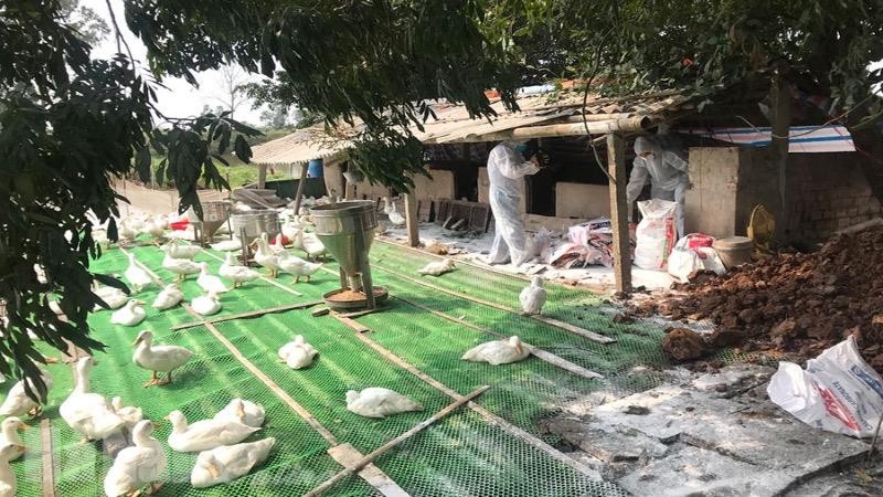 Xuất hiện ổ dịch cúm gia cầm H5N6 tại xã Trần Hưng Đạo, Hà Nam