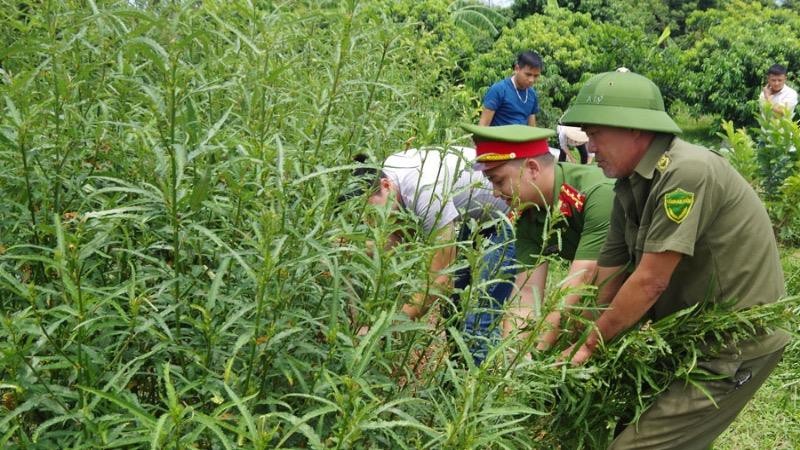 Phát hiện một hộ dân trồng số lượng lớn cây cần sa tại Hà Nam