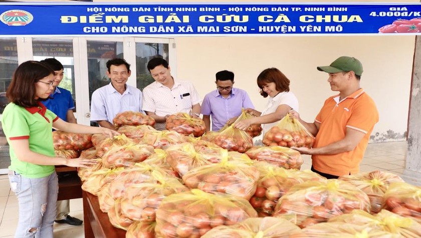 Ninh Bình phát động giải cứu tiêu thụ cà chua cho nông dân xã Mai Sơn.