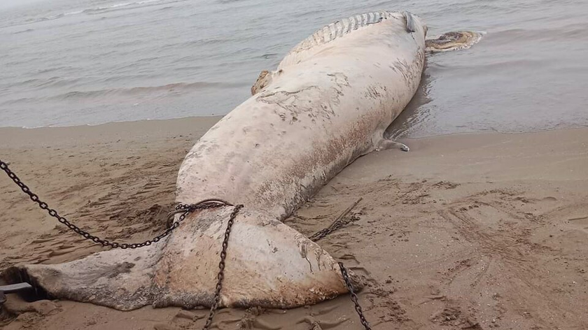 Thanh Hoá: Xác cá voi nặng khoảng 10 tấn trôi dạt vào bờ biển Tiên Trang