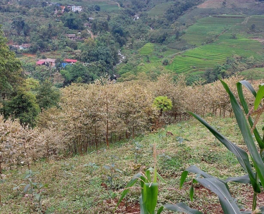 Lào Cai: Người dân cầu cứu khi cây trồng đột nhiên bị chết