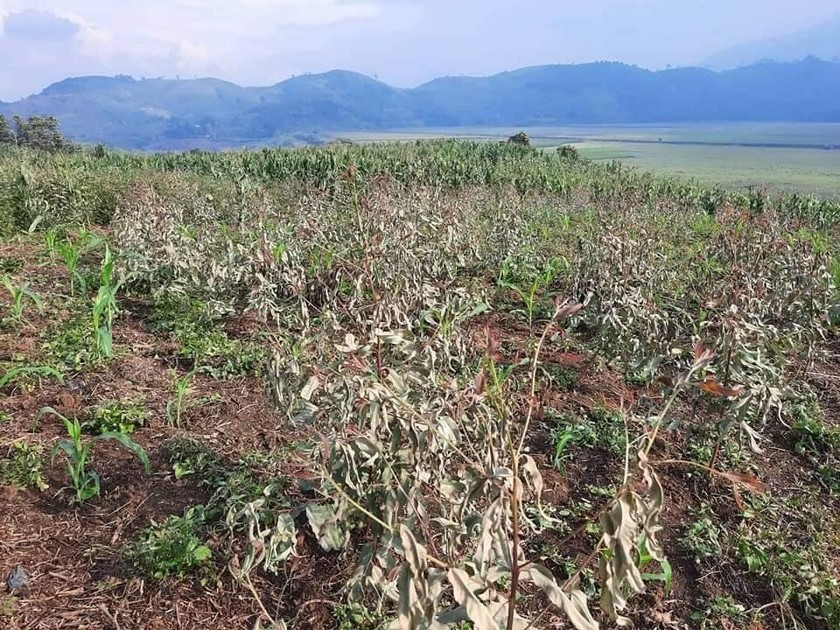 Xử phạt 350 triệu đồng doanh nghiệp gây ra chết cây, táp lá tại Lào Cai