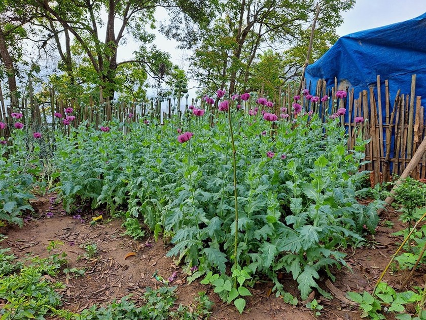 Hà Giang: Phát hiện 1 hộ dân trồng hơn 200 cây thuốc phiện