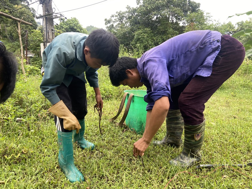 Cơ sở sơ chế giun đất gây ô nhiễm môi trường tại huyện Si Ma Cai 