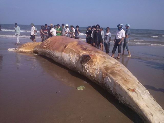 Cá voi dài trên 10m dạt vào bờ biển Thanh Hóa