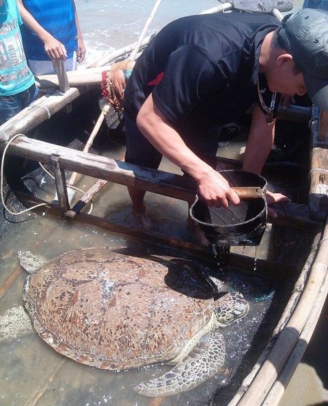 Thanh Hóa: thả một con rùa biển quý hiếm về môi trường tự nhiên