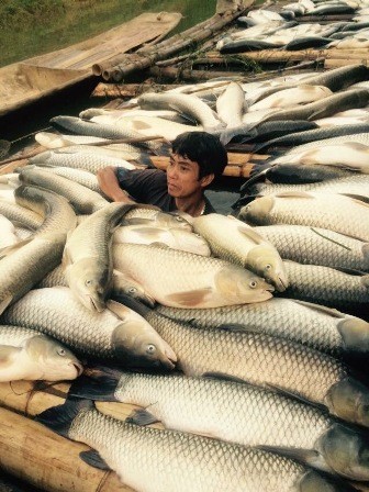 Công bố nguyên nhân cá chết hàng loạt trên sông Bưởi