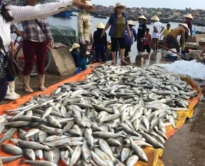 Thanh Hóa: Báo cáo Thủ tướng vụ cá chết bất thường tại vùng biển Tĩnh Gia