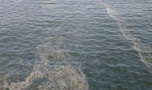 Vệt nước lạ xuất hiện tại KKT Nghi Sơn do tảo nở hoa?