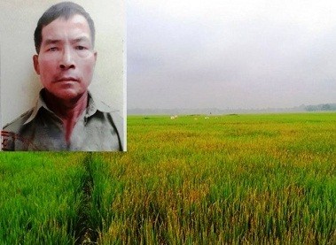 Thanh Hóa: Mất ví nhà người tình, dùng thuốc cỏ phun chết khô 3 sào lúa
