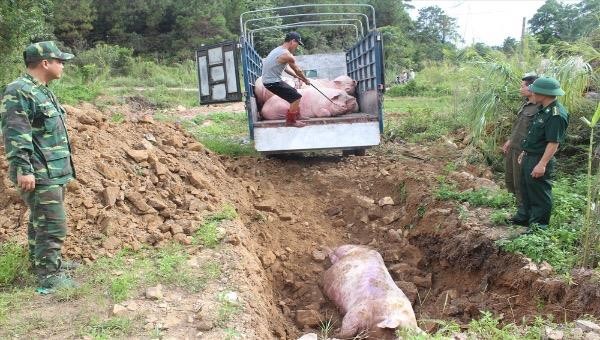 Dịch tả lợn Châu phi tái phát tại Thanh Hoá