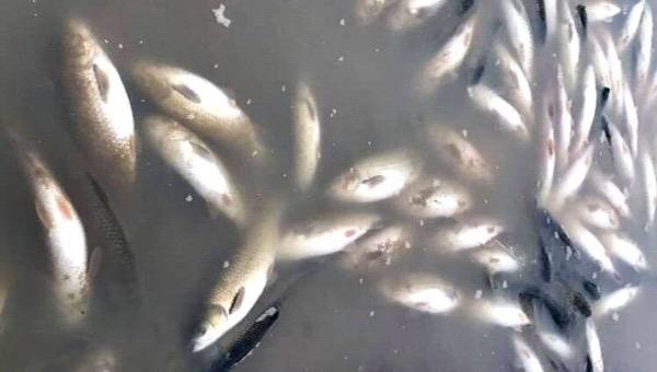 Cá chết trên Sông Mã do cơ sở sản xuất bột giấy và giấy vàng mã xả thải trực tiếp ra môi trường