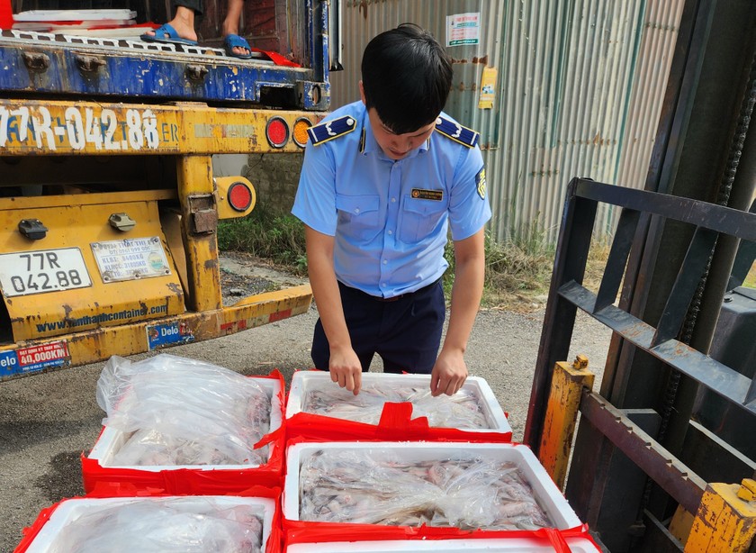 Đội QLTT số 10 – Cục Quản lý thị trường tỉnh Thanh Hoá phát hiện hơn 4,5 tấn cá khoai.