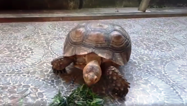 Cá thể rùa hộp nặng 17kg được thả về môi trường rừng tự nhiên.
