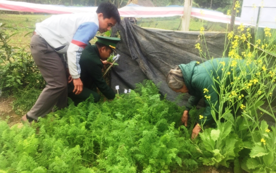 Biên phòng Hà Tĩnh phát hiện tại vườn nhà bà Bình trồng nhiều cây thuốc phiện xen lẫn với các loại rau.