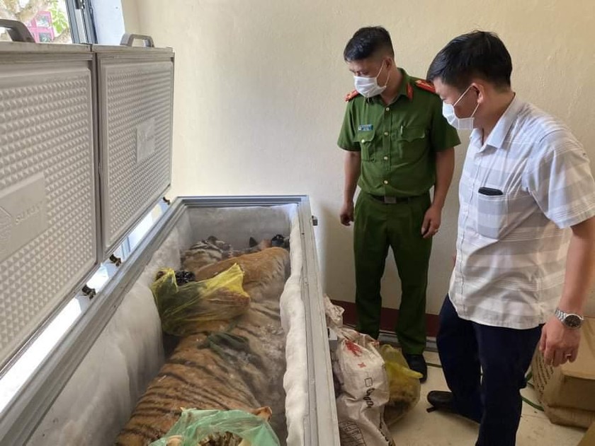 Phát hiện con hổ 160kg chết trong tủ đông nhà dân