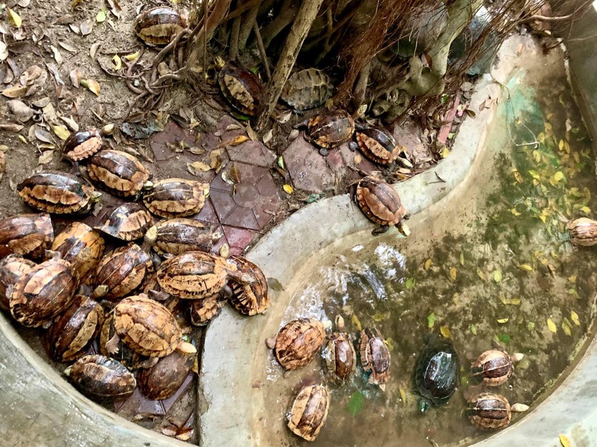 44 cá thể rùa quý hiếm được chăm sóc quen với môi trường ở Vườn Quốc gia Vũ Quang trước khi thả về rừng tự nhiên.