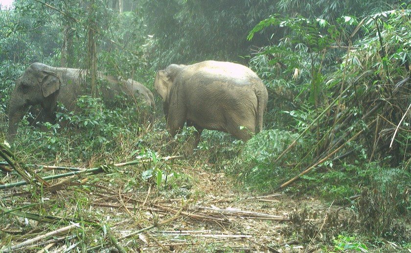 Hai con voi rừng tại Vườn quốc gia Vũ Quang.
