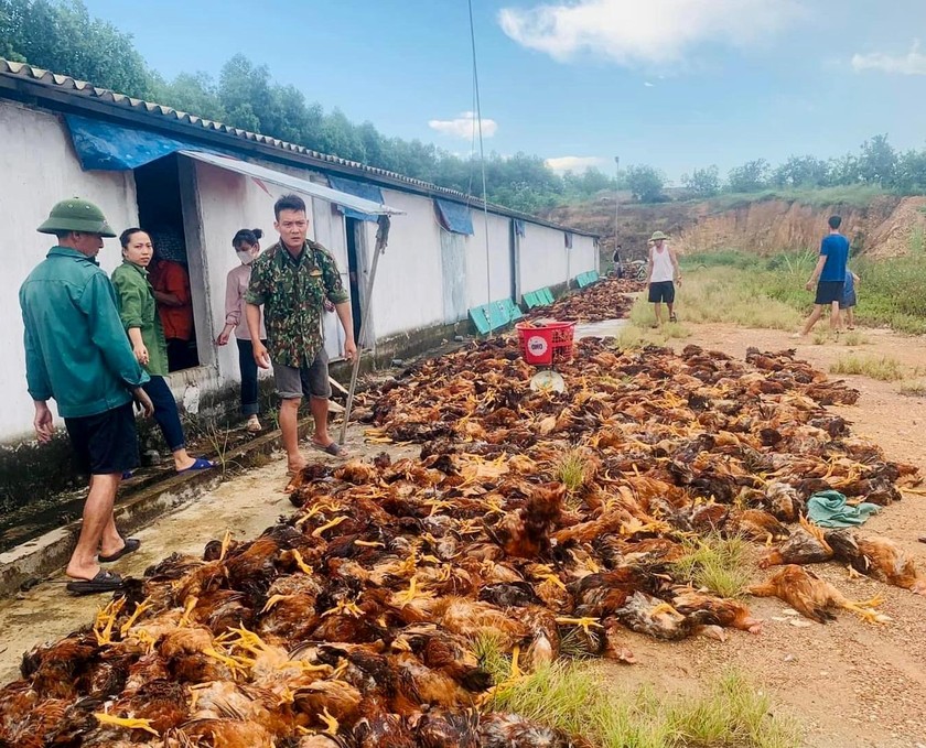 Sự cố hỏng quạt gió khiến khoảng 8.000 con gà của trang trại anh Nguyễn Huy Phố ở xã Thượng Lộc bị chết ngạt giữa trưa 40 độ C. (Ảnh: TL)