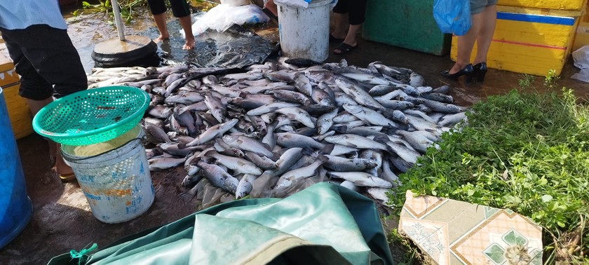 Cá nuôi trong lồng bè ở xã Thạch Sơn bất ngờ chết hàng loạt. Ảnh: Hữu Anh