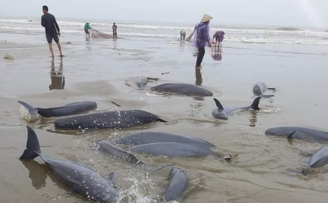 19 con cá heo "dính" lưới ngư dân ở xã Cương Gián. Ảnh: CTV