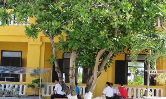  Đoàn công tác ngồi trò chuyện dưới tán bàng vuông trên đảo Sinh Tồn Đông.